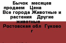 Бычок 6месяцев продаем › Цена ­ 20 000 - Все города Животные и растения » Другие животные   . Ростовская обл.,Гуково г.